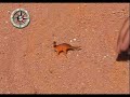 Fosilizacion sauropodo Titanosauro