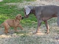 Rhodesian Ridgeback Puppy