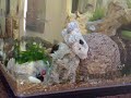 peixes, anemonas, corais, algas 