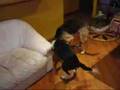 pelea de perros ---dog fight 