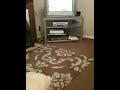 My dog having mental moment