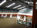 videos de Goval (Fountain Equestrian) November 2008