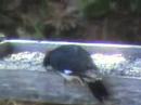 An Acorn Woodpecker at the Bird Feeder