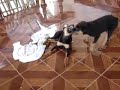 Rotweiler