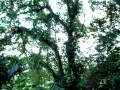 videos de Tarzan Swing