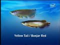 Galeri Aqua - Arowana (1/3)