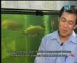 Galeri Aqua - Arowana (1/3)