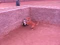 Puppies playing