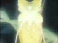 カードキャプターテクニック