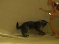 marionnette VS chaton