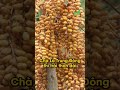 Cây Chà Là ăn trái thích hợp khí hậu VN - Tận hưởng vẻ đẹp thiên nhiên Trung Đông ngay tại vườn nhà