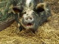 A day at the Farm
