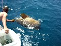 450+ Goliath Grouper 450+ Goliath Grouper