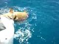 450+ Goliath Grouper
