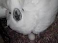 タイハクオウムの抱卵 20080101