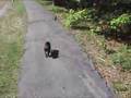 followed by kitties