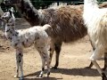 Llamas Apaloosa del ZOO de San Luis Potosí Llamas Apaloosa del ZOO de San Luis Potosí