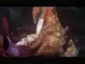 Octopus eating shark Octopus eating shark