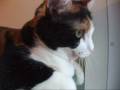 猫、かわいいあくびをする。 - Boring cat.