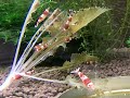 Red Bee shrimp eat a blade of dandelion！タンポポの葉を食べるエビたち