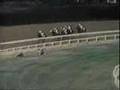 Seattle Slew - The 1977 Belmont Stakes
