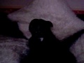 my lonely stafi dog