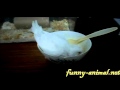 Parrot eating millet 