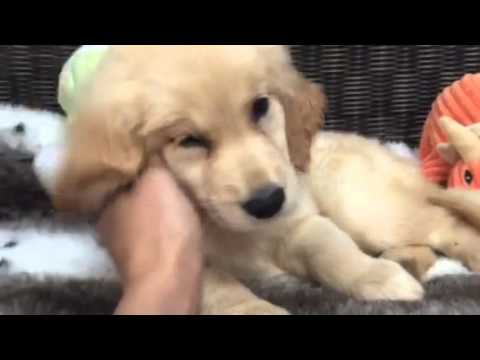 Fun-loving Golden puppy!