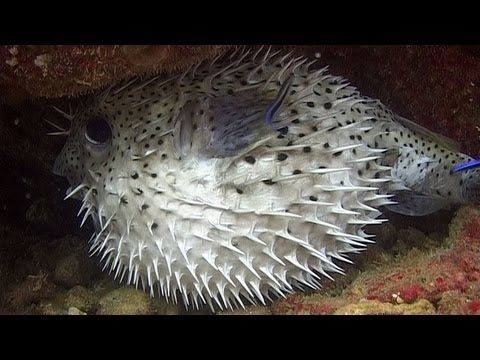 bubblevision - Pufferfishes, boxfishes and porcupinefishes. Part 11 of my DVD,