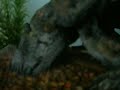 Polypterus eating Goldfish