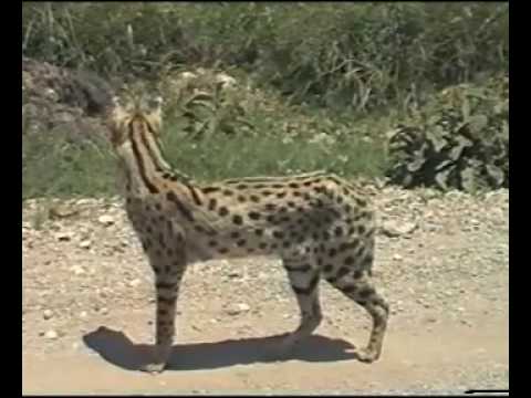 Serengeti Serval Hunting