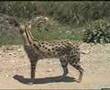 Serengeti Serval Hunting