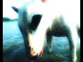 Bull Terriër vs water