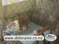 videos de Our cattery