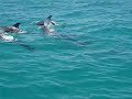 Belize - Dolphins from the boat