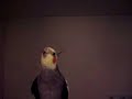 Roo Sings Andy Griffith