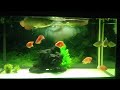 Click here to watch this video Hong ket lai sap de
