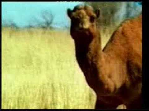زب اسود