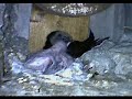 common swift - apus apus - dinner time