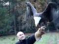 Bald eagle bijt Sanne in duim