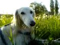 Yes, another film of me dog