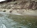 alagnak brown bear