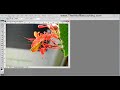 www.TheArtofRetouching.com - This Tutorial focuses on the basic differences between sRGB, Adobe RGB, ProPhoto RGB and CMYK color space. This video is only 12 minutes, and gives a quick overview on how each color space is designed to be used. It also gives a demonstration of how the image color can shift on different priced monitors. sRGB -- Most cameras take the picture in sRGB. Monitors display the internet with sRGB. Visually, it has brighter colors than CMYK and Adobe RGB. However, sRGB has a tendency to display over saturated colors, which makes it terrible to try and print from. You will always be disappointed. Adobe RGB (1998) -- While Adobe RGB does have a large range of colors than sRGB, it tends to display those colors a bit more muted. But, you know, it's all about how you handle the tool, before it can perform it's best for you. Keep in mind that a professional photographer that wants to print their images will likely have an easier time going to the inkjet printer, or convert down to CMYK, if they have been working in Adobe RGB. Mainly, because nothing can reproduce the vibrant colors coming from sRGB or ProPhoto RGB anyway. For more detailed explanation, please review this article on the difference between sRGB and Adobe RGB. CMYK -- This is the industry standard to 4-color printing in magazines, newspapers, and other types of flyers. It also has the most limited amount of colors it can reproduce, it tends to have much duller colors and can sometimes display <b>...</b>