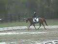 Dressage Horse For Sale