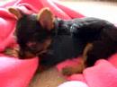 yorkie puppy 