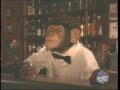 Monkey in a bar Monkey in a bar