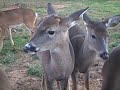 PAWS, Inc 15 released fawns up to eat PAWS, Inc 15 released fawns up to eat