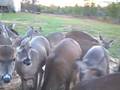 videos de PAWS, Inc  15 released fawns up to eat