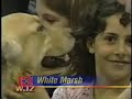 golden retriever darcy bringing cheer