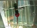  mit csail ai robotics robot wall climbing shady shade